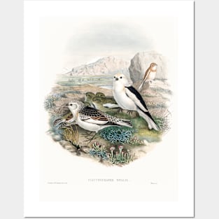 The birds of Great Britain (1873) Posters and Art